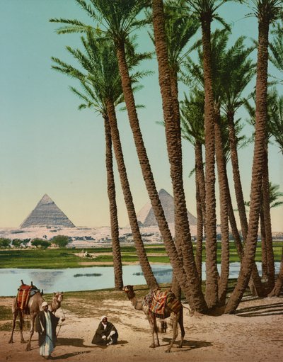 Palmbomen, Bedoeïenen en Piramides, Caïro, Egypte door Company Photoglob