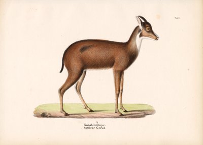 Goral Antilope in profiel door Conrad Kull