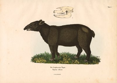 Berg Tapir door Conrad Kull