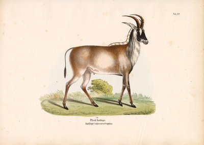 Roan antilope door Conrad Kull