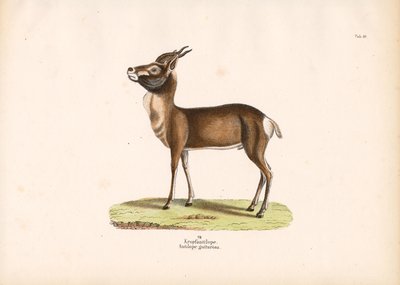 Springbok door Conrad Kull