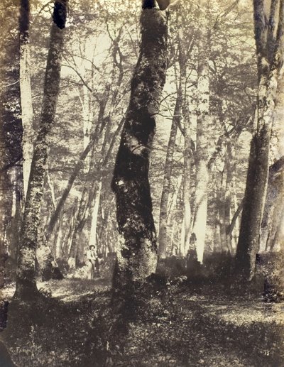 Studie in het Barbizon-bos, 1860-69 door Constant Alexandre Famin