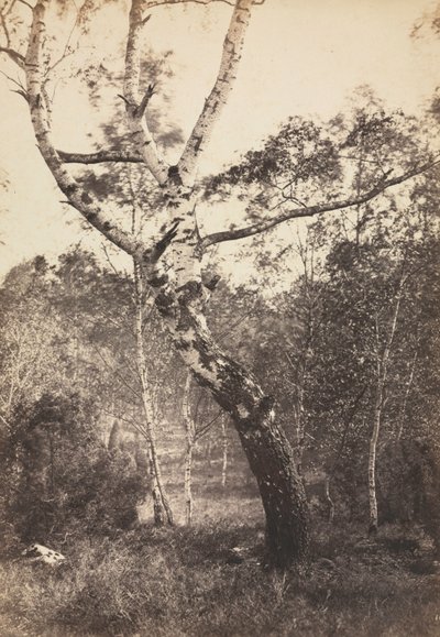 Studie van een berk, Barbizon, 1860s-1870s door Constant Alexandre Famin