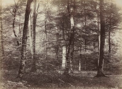 Zonder titel (Het bos van Fontainebleau) door Constant Alexandre Famin