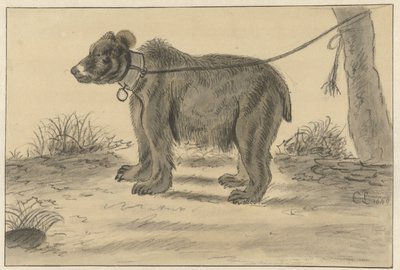 Beer die vastgebonden is aan een boom door Cornelis Saftleven