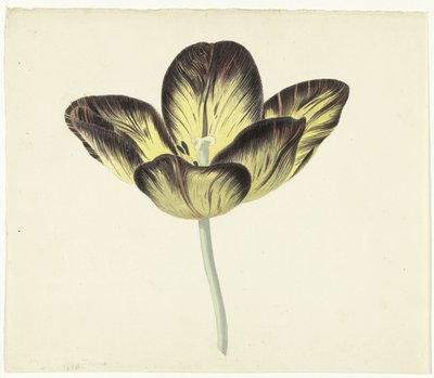 Tulp genaamd Bizard Egiptienne door Cornelis van Noorde