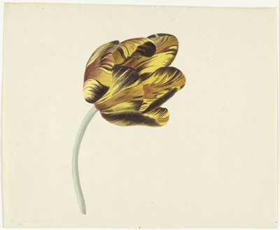 Tulp genaamd Bizard Phoenix door Cornelis van Noorde