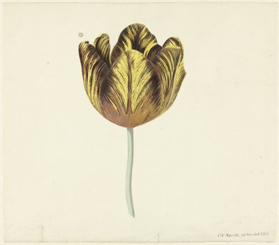 Tulp genaamd Bizard Sub. A door Cornelis van Noorde