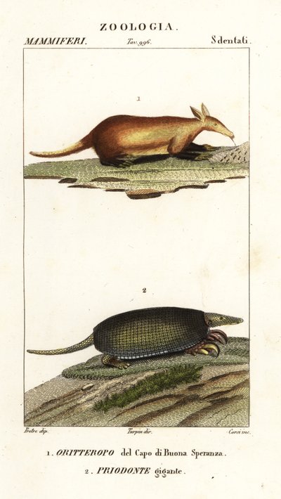 Aardvarken en reuzenmiereneter door Corsi Corsi