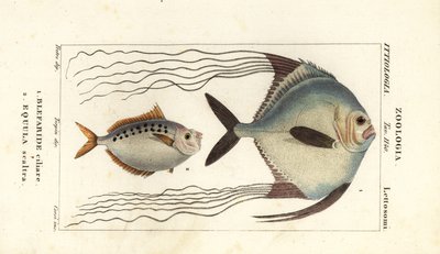 Afrikaanse pompano, Alectis ciliaris, Blepharis ciliaris, Blefaride ciliare en ponyvis, Poulain ruse, Leiognathus equulus door Corsi Corsi