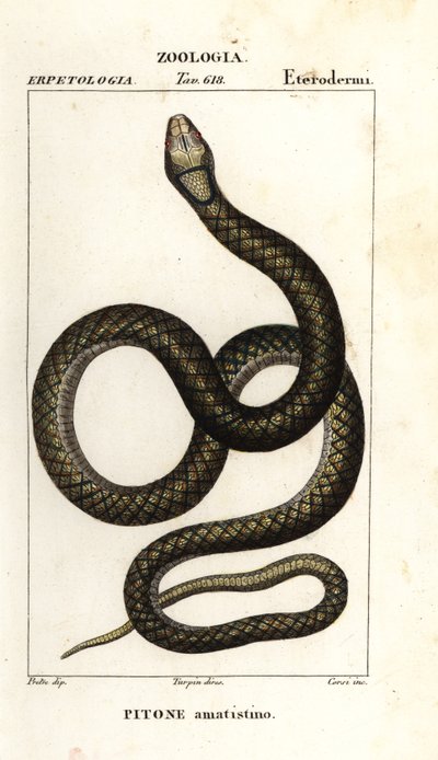 Amethistpython, Simalia amethistina door Corsi Corsi