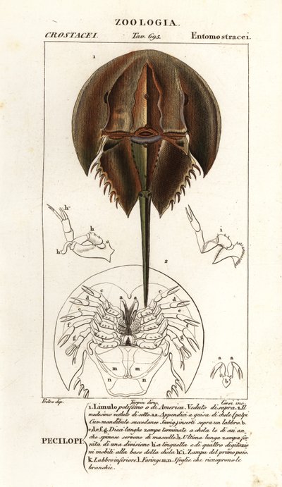 Atlantische degenkrab, Limulus polyphemus door Corsi Corsi