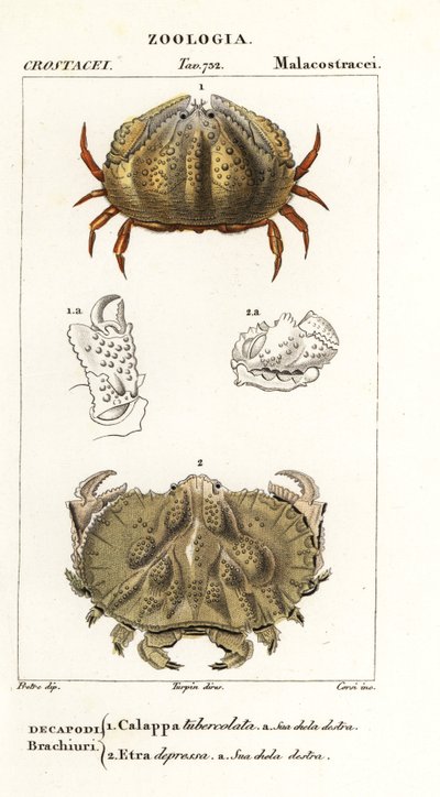 Dooskrab en Aethra krab door Corsi Corsi