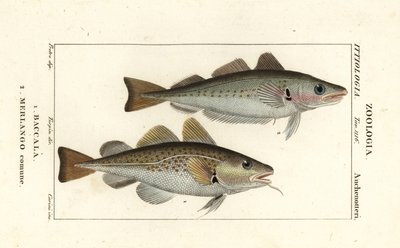 Kabeljauw, Gadus morhua, en wijting, Merlangius merlangus door Corsi Corsi