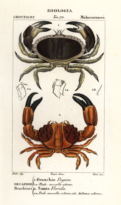 Eetbare krab en gegroefde krab door Corsi Corsi