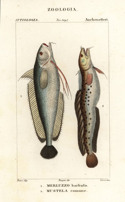 Baardvis, Phycis phycis 1 en vijfbaardvis, Ciliata mustela door Corsi Corsi