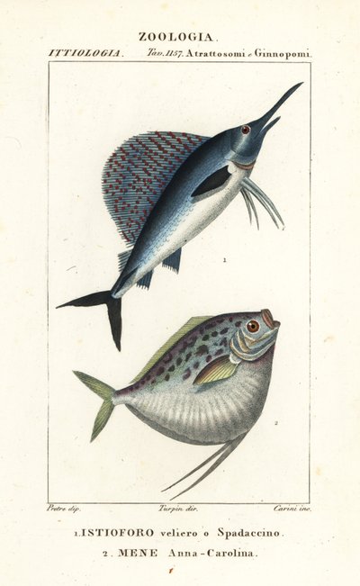 Indo-Pacifische zeilvis, Istiophorus platypterus 1, en maanvis, Mene maculata 2 door Corsi Corsi
