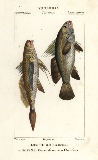 Langstaart knorvis, Lonchurus lanceolatus 1 en meagre, knorvis, steenbaars, schaduwvis, Argyrosomus regius 2 door Corsi Corsi
