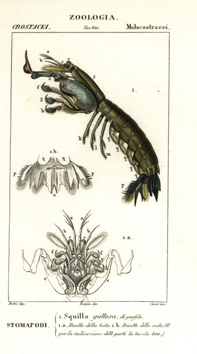 Bidsprinkhaankreeft, Gonodactylus chiragra door Corsi Corsi