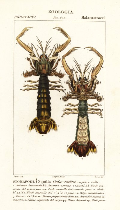 Bidsprinkhaankreeft, Lysiosquilla scabricauda door Corsi Corsi
