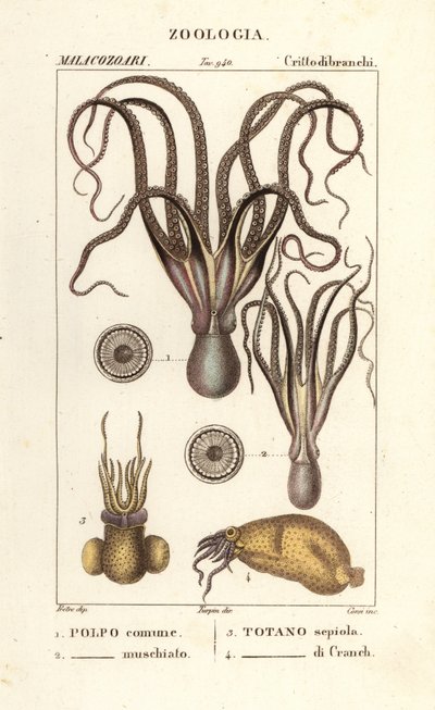 Octopus en inktvissoorten door Corsi Corsi