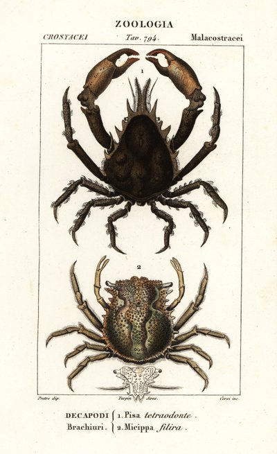 Pisa tetraodon en Micippa philyra door Corsi Corsi