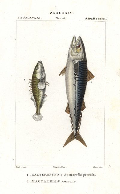Driedoornige stekelbaars en Atlantische makreel door Corsi Corsi