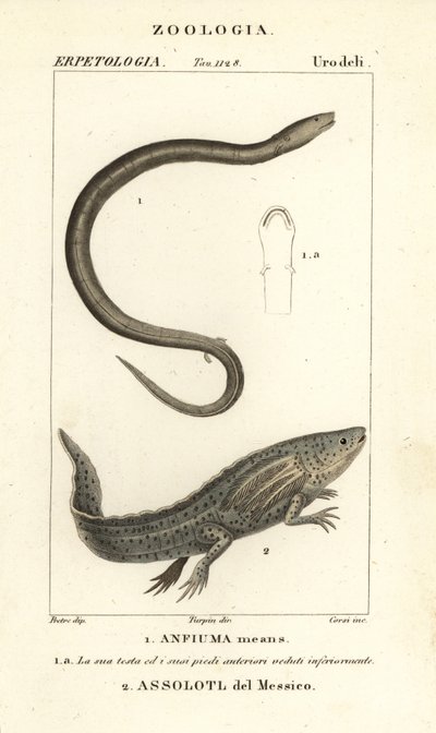 Twee-tenige amfibie, Amphiuma means, en ernstig bedreigde axolotl of Mexicaanse wandelvis, Ambystoma mexicanum door Corsi Corsi