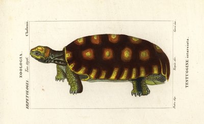 Geelvoet schildpad of Braziliaanse reuzenschildpad, Chelonoidis denticulatus Testudo tabulata Testuginne intarsiata door Corsi Corsi