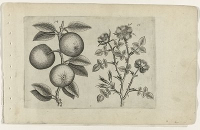Appel en hondsroos (Cognoscite lilia) door Crispijn van de Passe (I) (attributed to)
