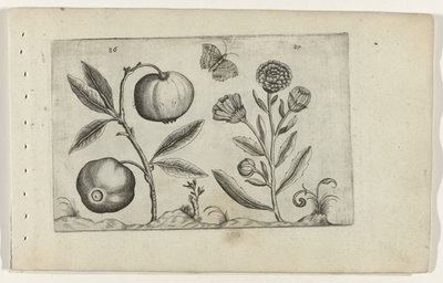 Assyrische appel en goudsbloem door Crispijn van de Passe (I) (attributed to)