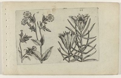 Dagkoekoeksbloem en roggelelie door Crispijn van de Passe (I) (attributed to)