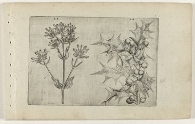 Duizendguldenkruid(?) en hulst door Crispijn van de Passe (I) (attributed to)