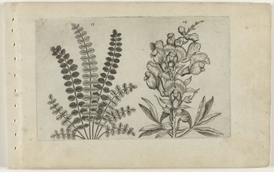Kleine pimpernel en grote leeuwenbek (Cognoscite lilia) door Crispijn van de Passe (I) (attributed to)