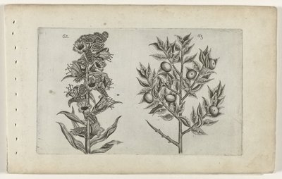 Kromhals en muisdoorn door Crispijn van de Passe (I) (attributed to)