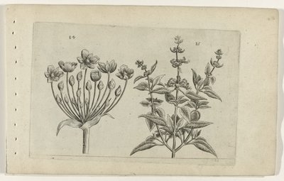 Zwanenbloem en kleinbloemige salie (Cognoscite lilia) door Crispijn van de Passe (I) (attributed to)