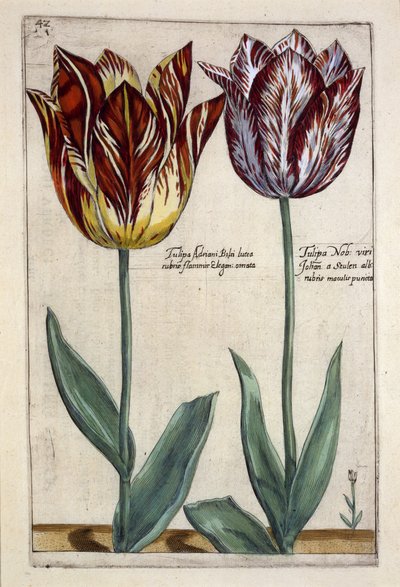 Tulipa Adriani Bilsi en Tulipa Nob viri Johan a Seulen, uit 