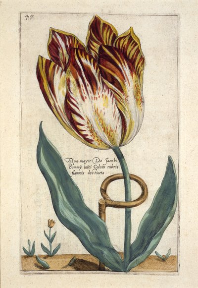 Tulipa Mayor Do Jacobi Bommy, Plaat 47, uit 