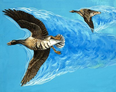 Turbulentie veroorzaakt door vliegende vogels door D. Makele.