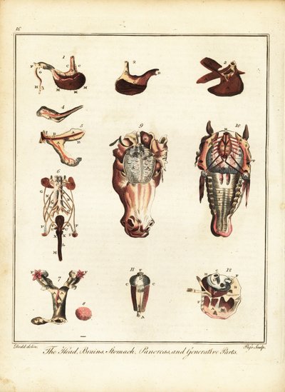 Anatomie van een paard. 1792 door Daniel (after) Dodd