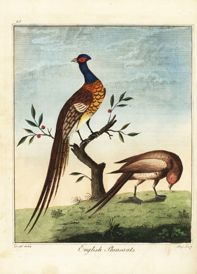 Engelse fazanten, man en vrouw. 1792 (gravure) door Daniel (after) Dodd