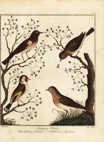 Zangvogels: boomleeuwerik, kneu, distelvink, veldleeuwerik. 1792 door Daniel (after) Dodd
