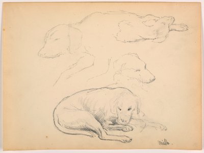 Tekening, Milo (een Pointer), Verschillende studies, ca. 1862 door Daniel Huntington