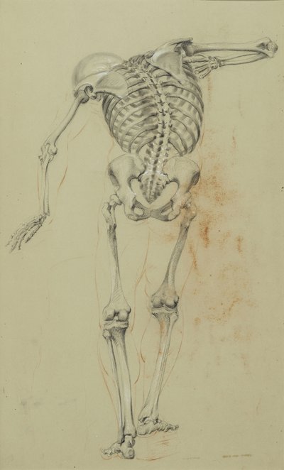 Skeletstudie, c.1848 (krijt en krijt op bruin papier gemonteerd op karton) door Daniel Huntington