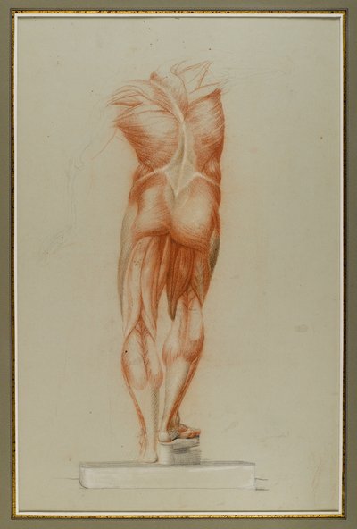 Écorché (Figurenstudie van Musculatuur), c.1848 door Daniel Huntington