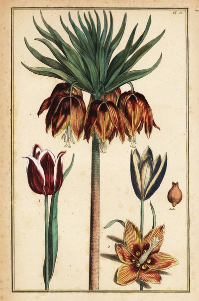 Keizerskroonlelie, Fritillaria imperialis, en tulpen, Tulipa gesneriana door Daniel Rabel