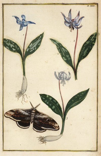 Hondstandviooltje, Erythronium dens-canis, en mot door Daniel Rabel