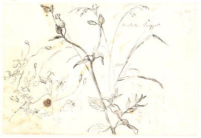 Plantenstudies door Dankvart Dreyer