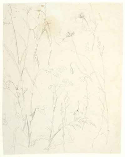 Plantstudies door Dankvart Dreyer