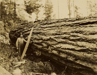 [houthakker, afkortzaag en gevelde boom]. door Darius Kinsey